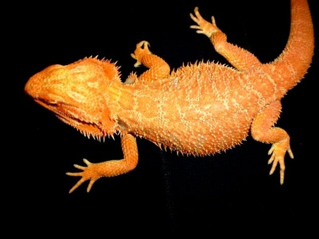 Subadulte Farbbbartagamen, Pogona Vitticeps, tolle Farben  - Reptilien - Moers