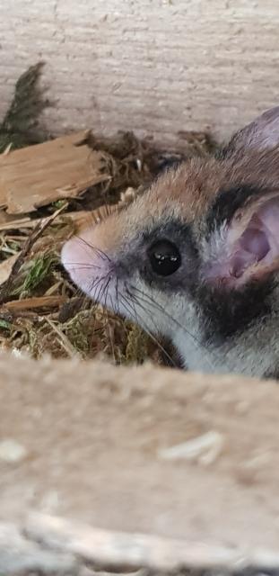 Gartenschläfer aus NZ 2021 und 2022 abzugeben - Sonst Nagetiere - Leutenberg