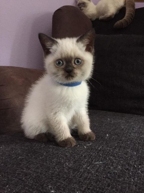 Typvolle Champion-Kitten mit intensiv blauen Augen, mit Stammbaum - Katzen - Ostseebad Rerik