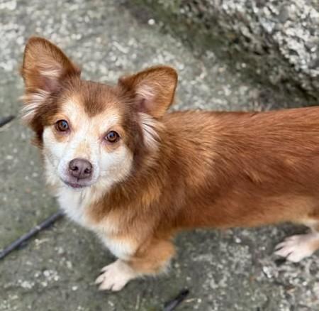 Lala - unsere kleine flotte Kuschelhündin - Hunde - Königsbach-Stein 
