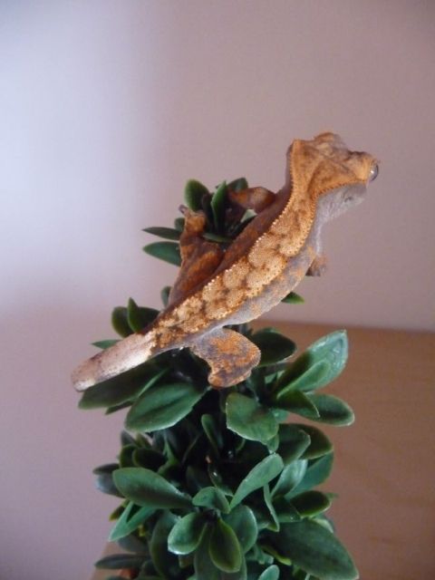 Rhacodactylus ciliatus  Kronengeckos  0.0.2 Abzugeben - Reptilien - Wolfenbüttel