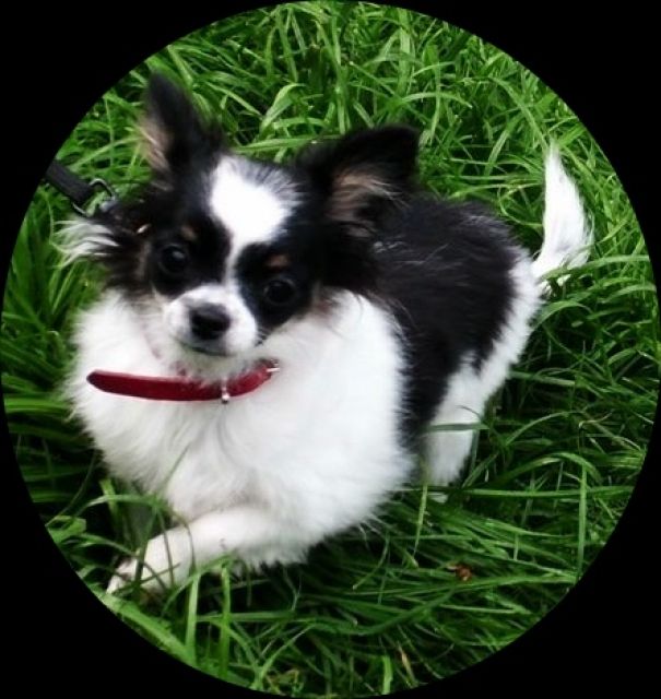 Chihuahua Saarland Chihuahua Saarland