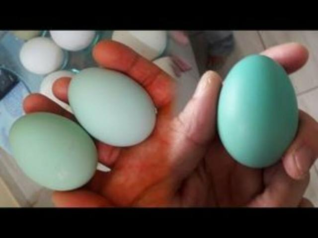 Rassegeflügel Araucana Grünleger zu verkaufen. - Sonstige Nutztiere - Oberholzheim
