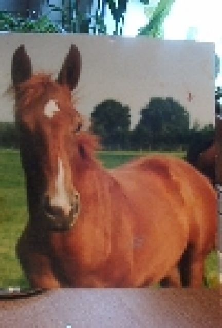 Malstübchen Ute Farr Tierportraits - Sonstige Haustiere - Hetlingen