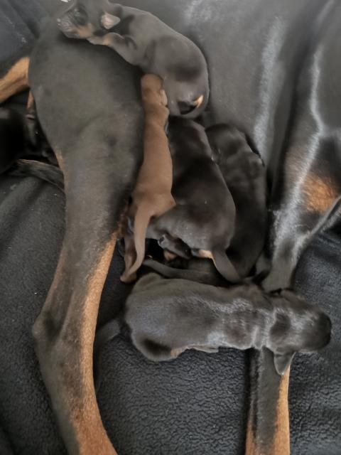 Dobermann Welpen reinrassig  - Hunde - Odenthal