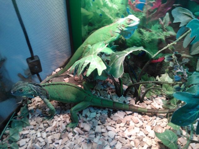 Grüner Leguan Mit Zubehör - Reptilien - Bremerhaven