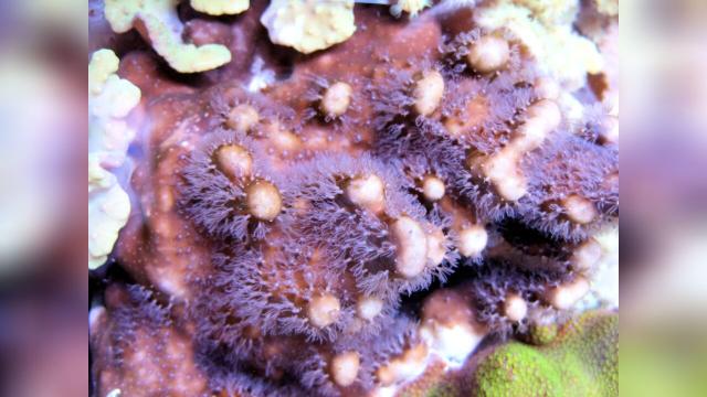 Korallenableger- Meerwasser- Heliopora coerulea - Aquarien und Zubehoer - Siegen