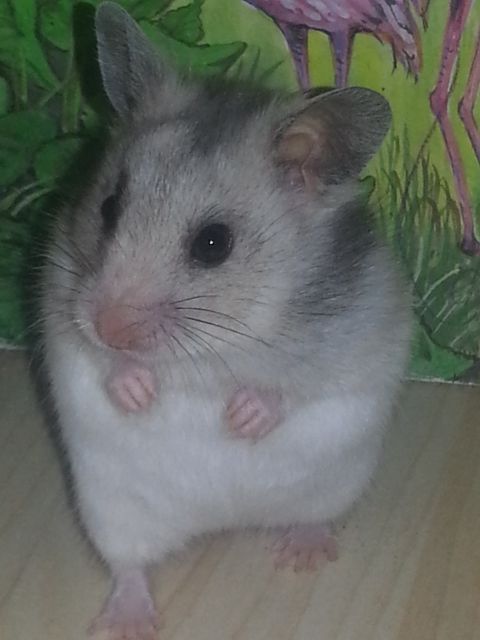 Süße Goldhamsterbabys suchen ab Oktober liebevolles zu Hause - Hamster - Arnstein