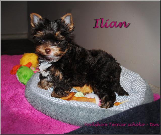 Kleiner Yorkshire Terrier Rüde - schoko-tan - Rassehunde Terrier - Nienburg