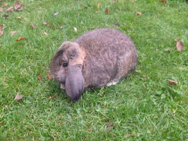 Kleinwidder Grau - Hasen Kaninchen - Cham