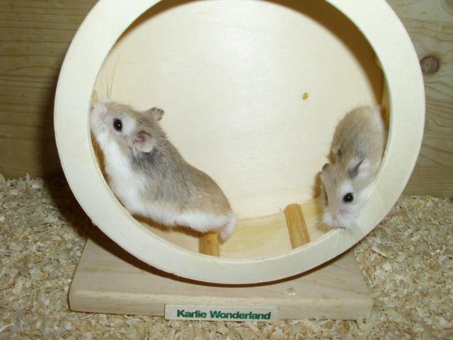 Laufrad für Zwerghamster und Hamster - Hamster - Moringen