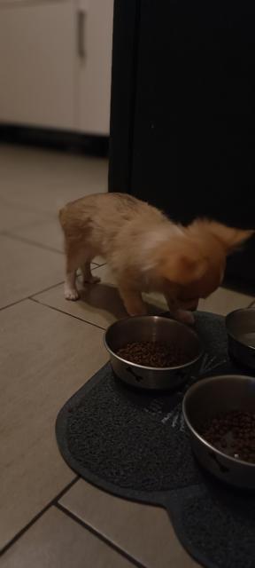 Chihuahua Welpen - Hunde - Dissen