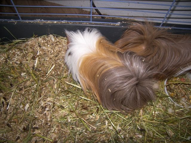 Meerschweinchen-Böcke - Meerschweinchen - Velen-Ramsdorf