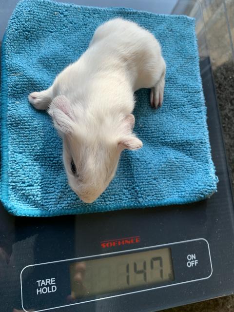 Cuy Riesenmeerschweinchen Böckchen - Meerschweinchen - Havixbeck