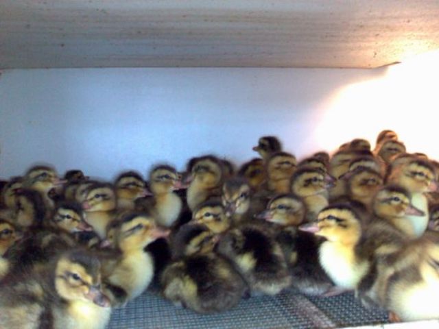 Hausentenküken - frohwüchsig - Nutztiere - Güssefeld