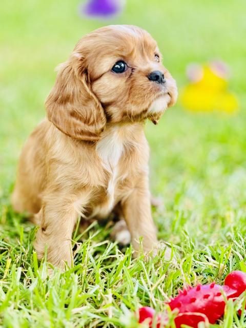 Cavalier King Charles Welpen - Hunde - Dorfen