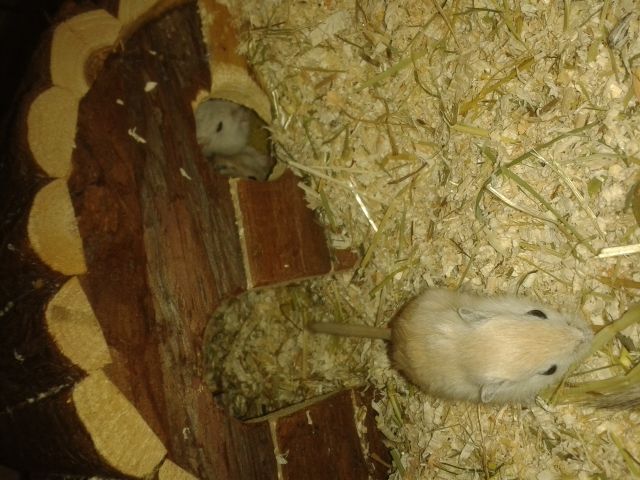 8 süße Rennmausbabys abzugeben    - Maeuse - laatzen