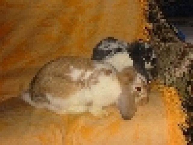2 Widderkaninchen - Hasen Kaninchen - Schierling