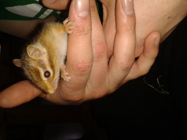 Streifenhörnchen Jungtiere abzugeben - Sonst Nagetiere - Marsberg-Essentho