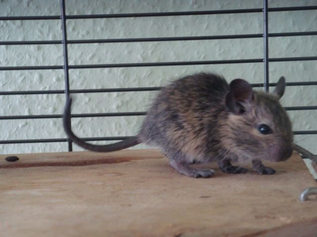 4 kleine Degujungs abzugeben - Nagetiere Allgemein - Pirmasens