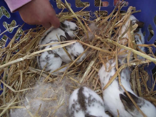 Süße verspielte Hasen/Kaninchenbabys  - Hasen Kaninchen - Menden