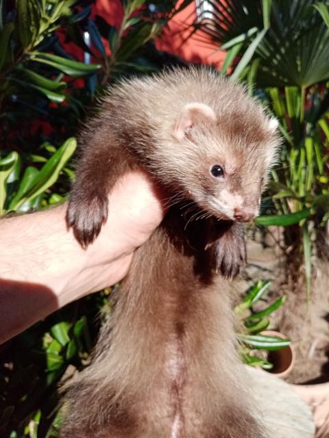 Frettchen Welpen in allerbeste Hände - Frettchen - Rheinland-Pfalz - Niederkirchen