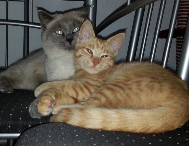 Liebe Katzenfreunde  Bienchen Garfield suchen ein neues Zuhause. - Katzen - Hennigsdorf