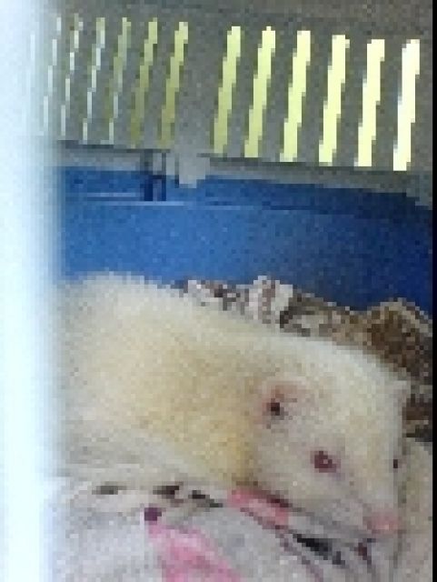 8. Monate alter Frettchenrüde - Frettchen - Sarstedt