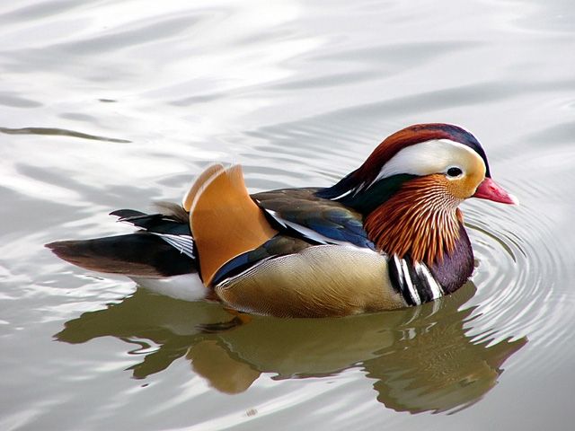 Verkaufe Wasserziergeflügel aus Hobbyzucht - Nachzucht 2016 - Voegel - Groitzsch