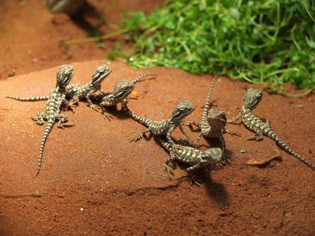     AB 15.08.2014   Noch 3 neugeborene Zwergbartagamen abzugeben    @@@ Wir habe - Reptilien - Halle  Saale 