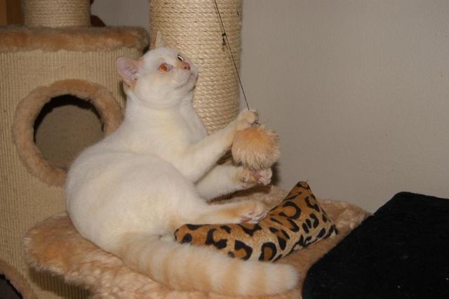 BKH Creme Point Kater mit Stammbaum - Katzen - Erlengasse 8