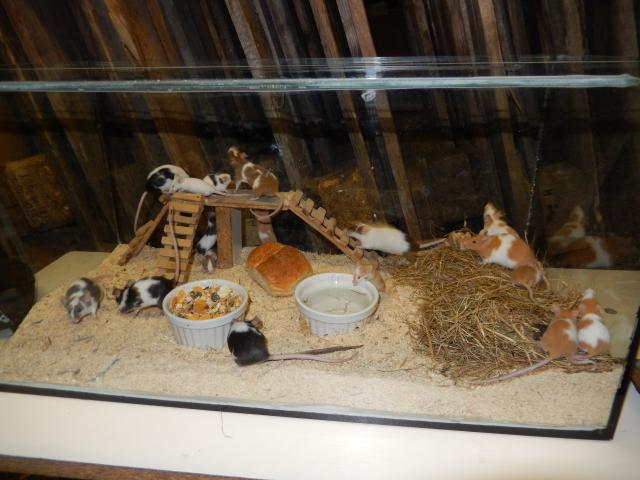 Farbmäuse - Maeuse - Königsee