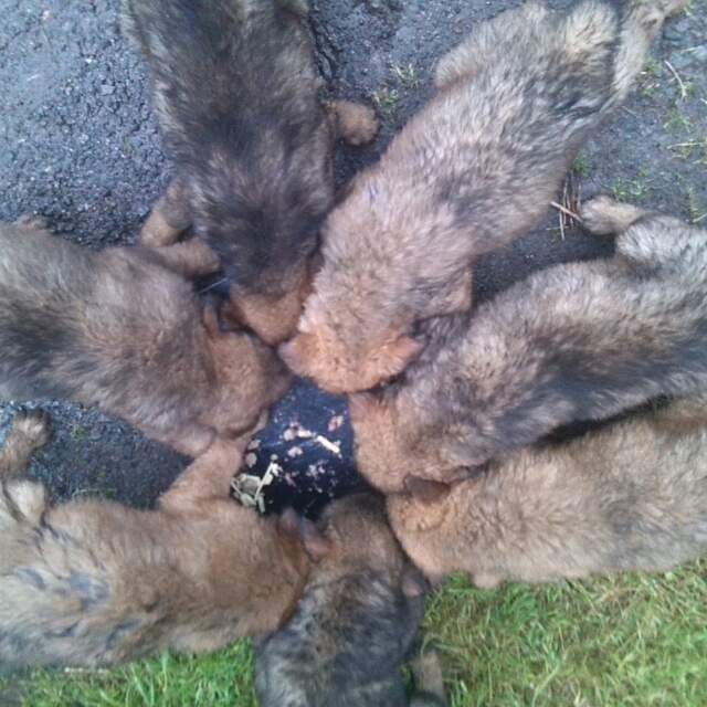 Mischlingswelpen - Hunde - Grimma