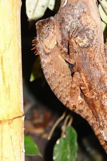 Nackenstachler  Pärchen Acanthosaurus Capra - Reptilien - Würzburg