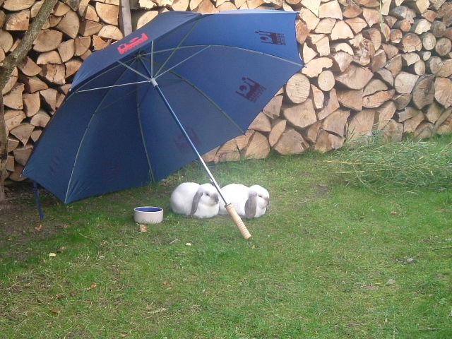 Zwergwidder - Hasen Kaninchen - Thierhaupten