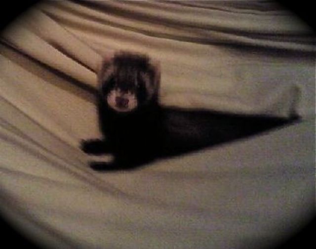 3 Frettchenwelpen suchen dringend ein neues Zuhause - Frettchen - München