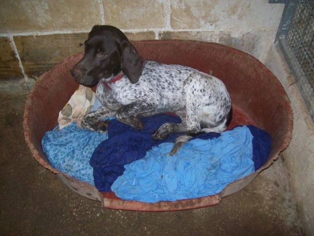 SARAH - junge Deutsch Kurzhaar Mix Hündin   - Hunde - Berlin