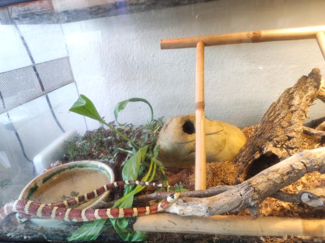 Königsnatter - Reptilien - Itzehoe