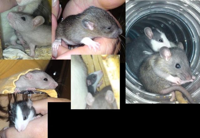 Rattenbabys gegen kleine Schutzgebühr abzugeben - Ratten - Weilerswist