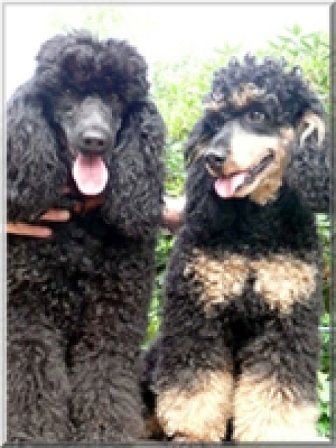 Wir erwarten Mitte September black and tan Welpen - Hunde - Kleve