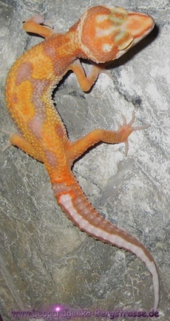 Leopardgeckonachzuchten abzugeben, PLZ 64625 - Reptilien - Bensheim