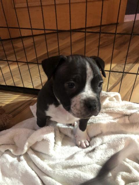 American Pocket Bully - Hunde - Halberstadt 