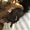 Eichhörnchen abzugeben - Sonstige Haustiere - Hünfeld