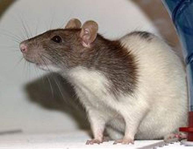 3 Farbratten abzugeben   - Ratten - Basel