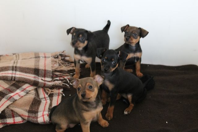 Rehpinscher-Mix Welpen - Hunde - Hessisch Lichtenau