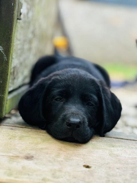 Labradorwelpen suchen ein liebevolles Heim - Hunde - Nordhausen 