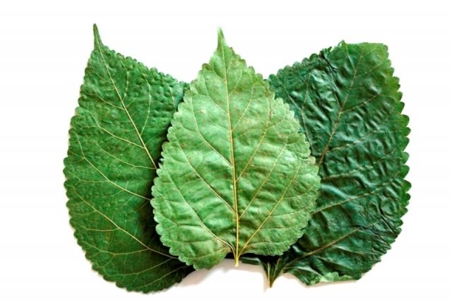 10 Maulbeerblätter   Mulberry Leaves   für Garnelen, Krebse und Posthornschnec - Aquarien und Zubehoer - Delmenhorst
