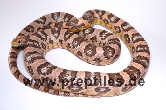 Kornnatter Farbvarianten Coral Ghost Nachzuchten 12 abzugeben... - Reptilien - wallenhorst