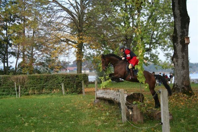 Reitbeteiligung gesucht - Reitbeteiligung - Massenhausen/Neufahrn