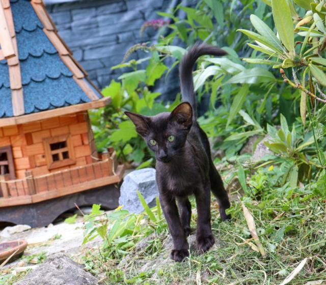 Traumhaftes OLH Mädchen sucht neues Personal - Katzen - Neuburg / Donau